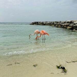 Meet your Posher, Frannie